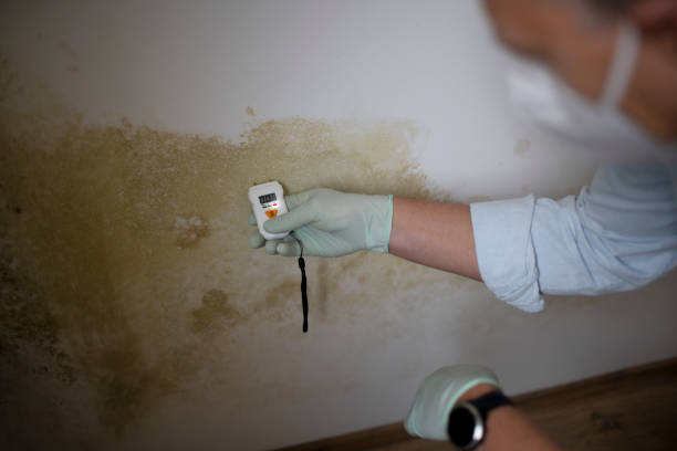 Best Environmental Consulting for Mold Prevention  in Annandale, MN